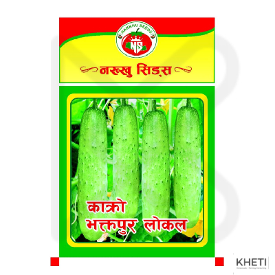 Cucumber (Bhaktapure Local)